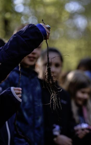 A Ramstein elementary student examines the roots of an oak seedling, April 23, 2024.