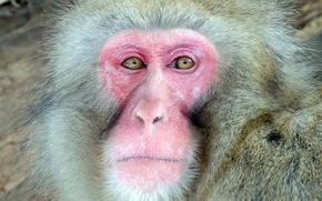 An up-close image of a Japanese macaque shows its pink face..