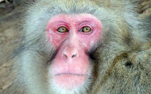 An up-close image of a Japanese macaque shows its pink face..