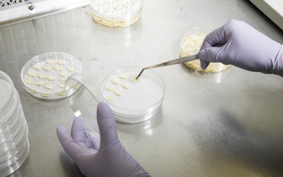 A senior research associate works with samples in a Calyxt lab. 