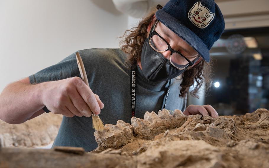 University instructional support technician Sean Nies prepares the fossilized skull of a mastodon in a lab at California State University at Chico. 