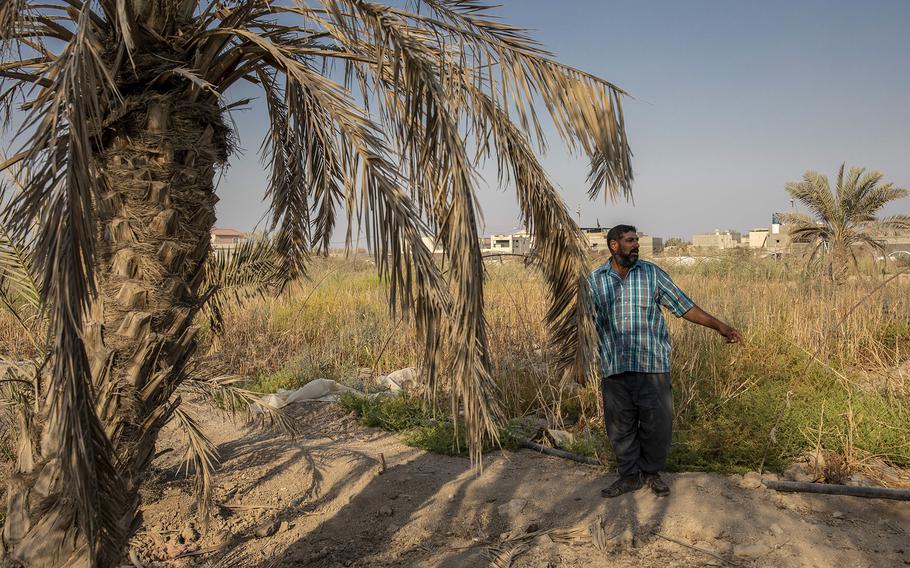Farmer Malik Ali Abdulkareem, who lives in Abu al-Khaseeb, shows the damage caused to his farm by the salty river water near Basra. 