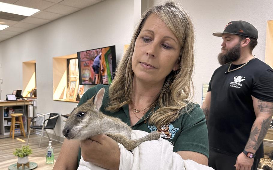 An employee of the Capybara Cafe in St. Augustine, Fla., holds a wallaby. 