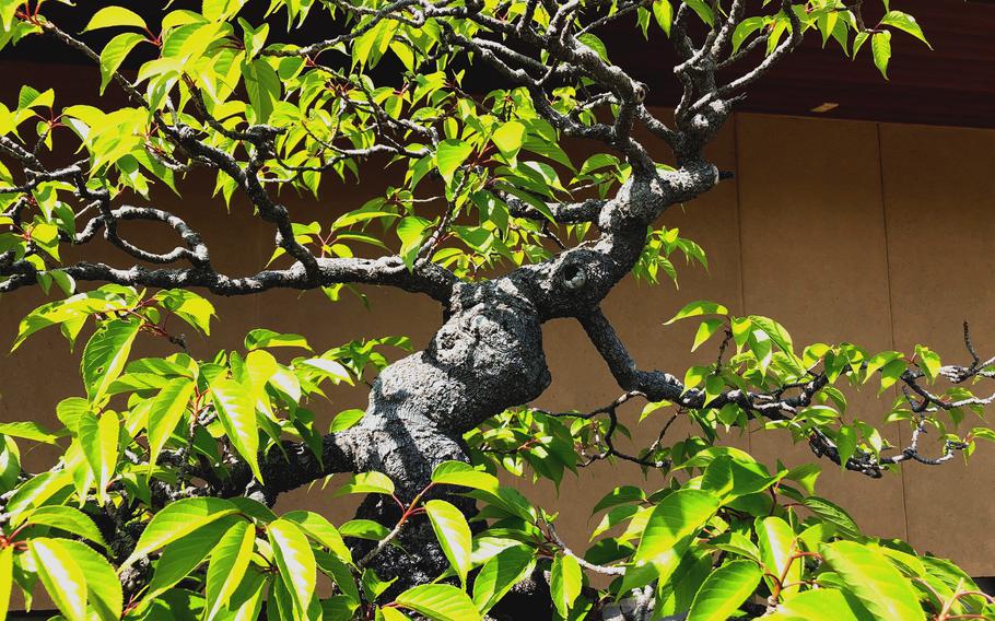 This anthropomorphic bonsai cherry tree stands tall in the Omiya Bonsai Art Museum courtyard in Saitama prefecture, Japan.