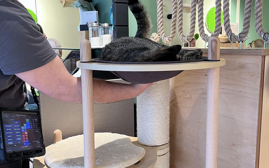 An employee plays with Meredith, a tabby, inside the Katzentempel cat cafe in Trier, Germany, June 8, 2024.