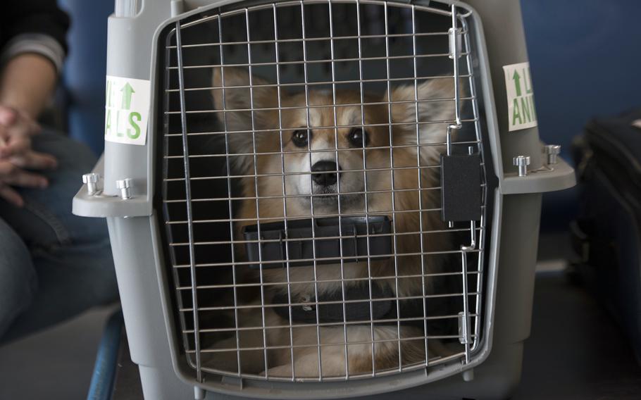 Fritzi, a corgi, sits in a dog crate at Ramstein Air Base, Germany, May 29, 2020.