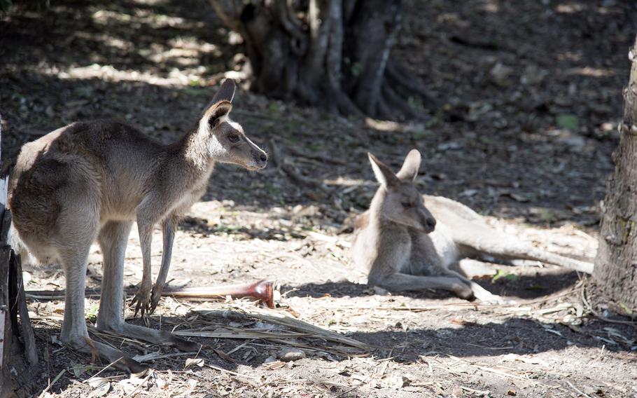 Two emus and six kangaroos live together in a large open space with plenty of greenery at Rockhampton Zoo in Australia. You’re likely to find them relaxing in the shade of the trees.