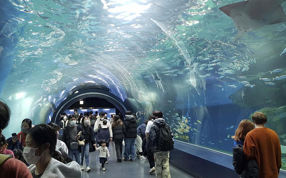 Lots of unusual creatures, including the blacktip reef shark, cohabit the massive Wonder Tube at Maxell Aqua Park in Tokyo.