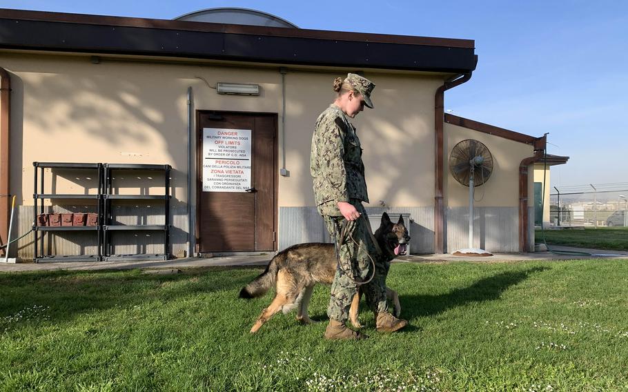 Toto, a military working dog assigned to Naval Support Activity Naples in Italy, walks with his handler, Seaman Emily Willis, on March 31, 2023. Toto’s medical evacuation last year for treatment of a life-threatening leg infection was accomplished thanks to a working relationship between the base’s hospital and veterinary clinic.