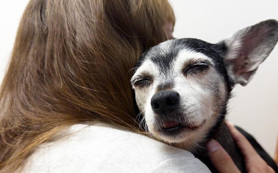 Jillian Reiff adopted Rufus in 2016. After he died in April, she and her daughter stumbled upon an adoption post about another dog, Ziggy, on Facebook. They recently discovered through a DNA test that Ziggy is Rufus’ father. Shown here, Reiff and Rufus. 