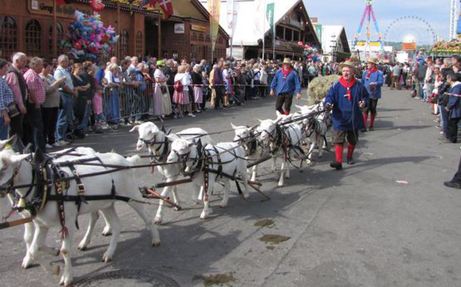 Harnessed goats make their way through the streets of Stuttgart, Germany, during a past iteration of the Cannstatter Volksfest.