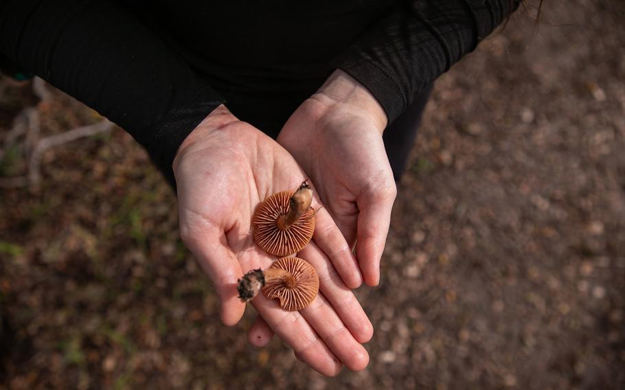 Bat Vardeh, field trip chair for the Los Angeles Mycological Society, shows the gills of two mushrooms in Canyon View Park on Jan. 12 in Aliso Viejo, Calif. Mushrooms with white gills, skirts or rings on their stem are among those that may be poisonous. 