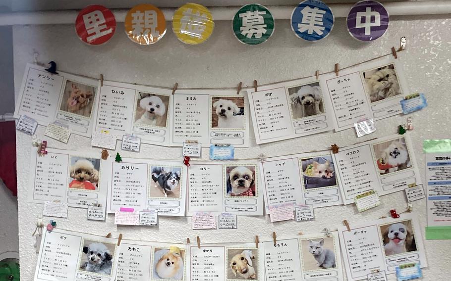 Rescue Dog Cafe Tachikawa, about 25 minutes from Yokota Air Base in western Tokyo, is part of the Hogoken chain of animal cafes.