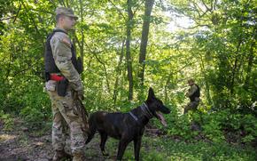 A soldier with a K-9 in a forested area.