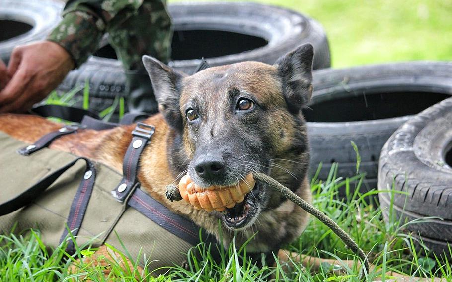 Before going missing, Wilson sniffed out enough of a path that helped Colombian soldiers find four young children who went missing last month when their plane crashed in the Amazon rainforest.