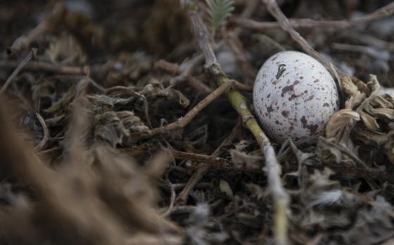 A seabird egg rests on Wilkes Island, Wake Atoll, Jan. 31, 2020. Large colonies of seabirds nest on Wilkes Island, which lies under the runway approach for the atoll. Due to this factor, bird aircraft strike hazard specialists have undertaken a project to encourage the birds to move to Peale Island, which is on the far end of the atoll. This is part of the atoll's vital, multi-tiered bird aircraft strike hazard program which supports mission readiness and success. (U.S. Air Force photo by Airman 1st Class Emily Farnsworth)