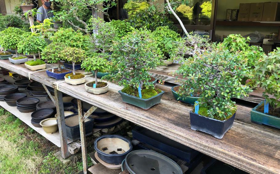 Young bonsai trees are for sale at an expansive nursery in Omiya, Japan.