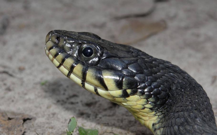 A non-infected snake.