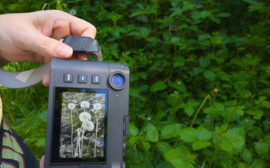 Hands hold a camera with dandelion seedheads on the back display screen.