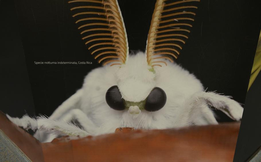 Though this might look like something from a bad horror movie, the moth shown here at the House of the Butterflies in Bordano, Italy, actually exists and is native to Costa Rica.