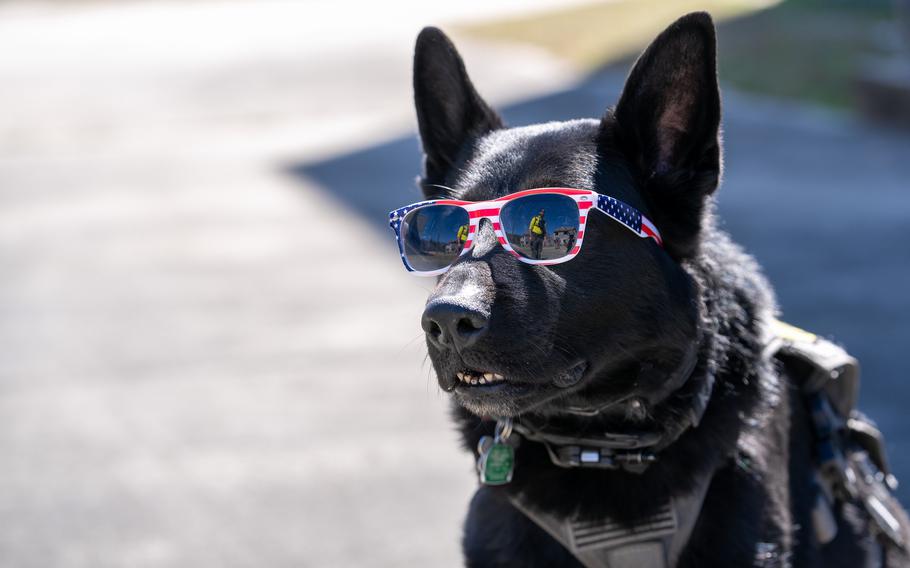 Kato, a 6-year-old multipurpose K9, assists Team BUSAR with search and rescue operations during the PATRIOT 24 exercise. 