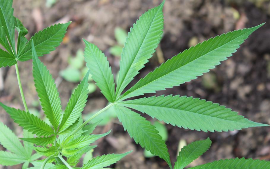 Germany legalized cannabis use April 1, 2024, opening doors for regulated clubs and individuals to grow and consume small amounts. U.S. service members and their families in Germany remain under strict DOD policies prohibiting involvement with the drugs, though, officials say. 