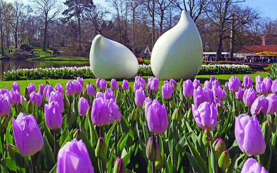 Keukenhof, Lisse, The Netherlands, April 5, 2019: Pink tulips stretch to greet the Spring sunshine. Besides the flowers tvisitors to the garden can see an array of sculptures dotted throughout the garden. The worldrenowned garden opened its doors March 23 and will remain open until May 14 this year. 

Planning to visit Keukenhof this year? Find out all you need to know on Stripes Europe.
 https://europe.stripes.com/travel/keukenhof-holland-spring-flower-headquarters 

META TAGS: Keukenhof; Flowers; Garden; Netherlands; Holland; Tulip