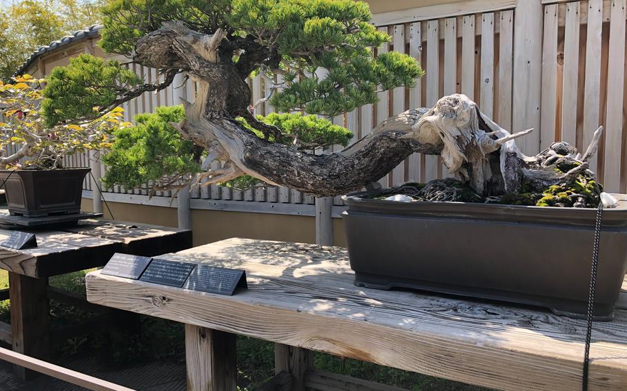 The serpentine trunk, gaping branches and bristly needles of a centuries-old bonsai tree at the Omiya Bonsai Art Museum suggest a mythical beast.