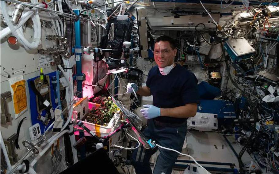 Army Col. Frank Rubio checks tomato plants growing inside the International Space Station for a space botany study in November 2022.