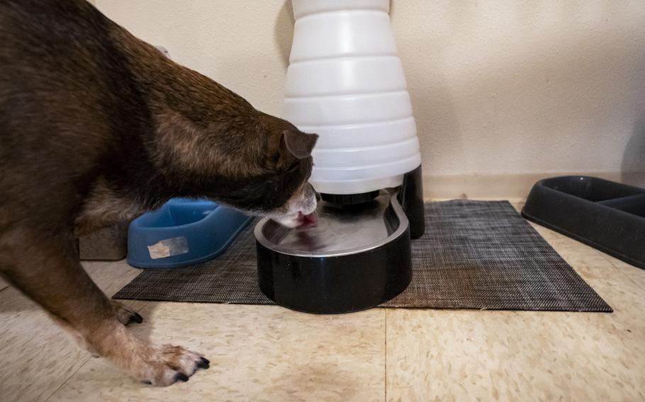 Richelle Dietz's dog, Rocket, drinks dispensed water at their home on Monday, April 22, 2024, in Honolulu, Hawaii. Dietz's dogs have developed various health conditions after drinking tainted water.