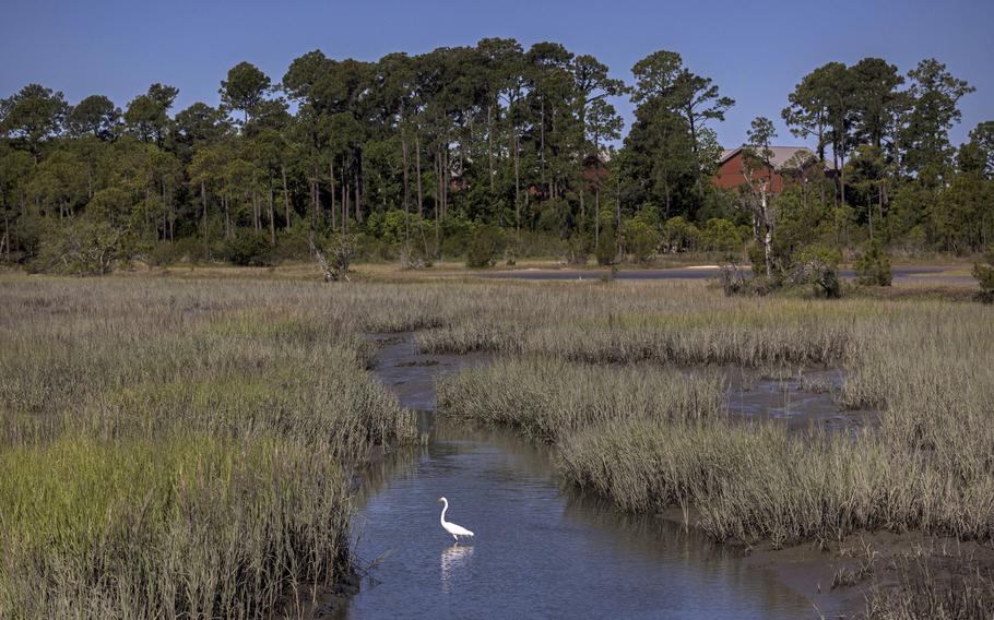 A snowy egret feeds in a salt marsh, Wednesday, May 11, 2022, in Parris Island, SC 