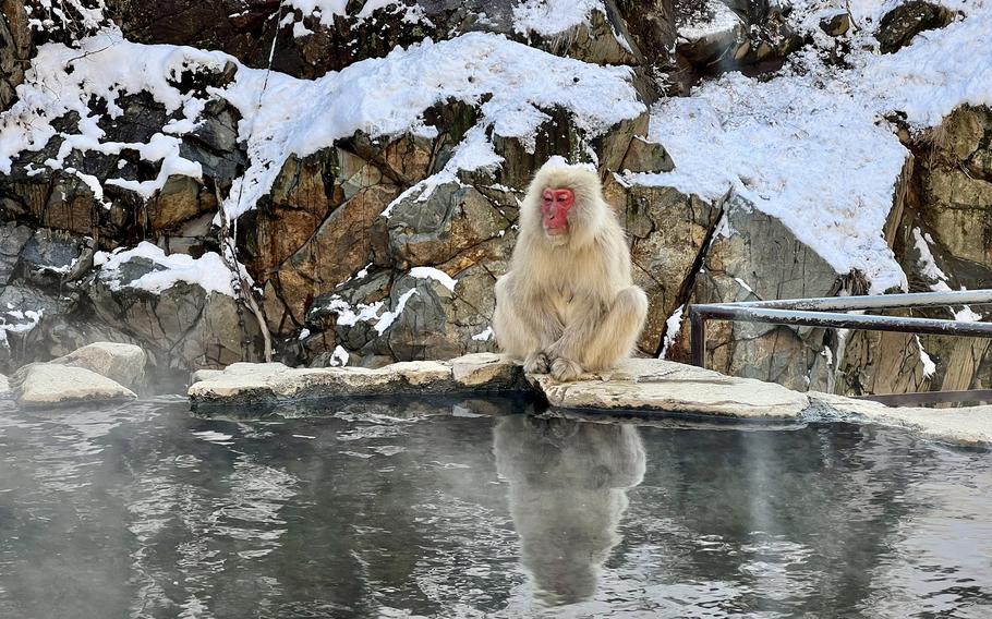 The macaque is popularly associated with lounging in hot springs in snowy forests, but its national park habitat in Nagano, Japan, is accessible year-round.