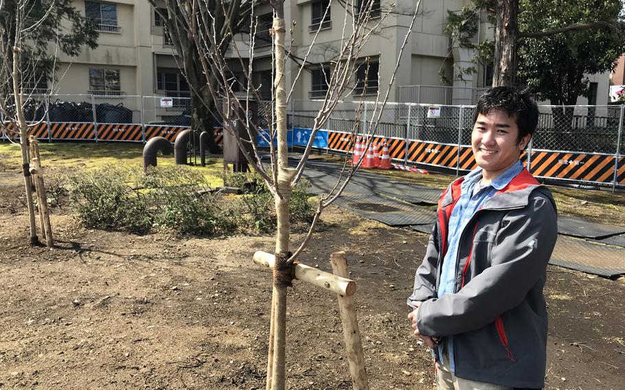 Tamon Fukazawa, program manager for natural and cultural resources at Yokota Air Base, Japan, checks out replacements for trees recently cut down due to an infection caused by migrating beetles, April 3, 2024.