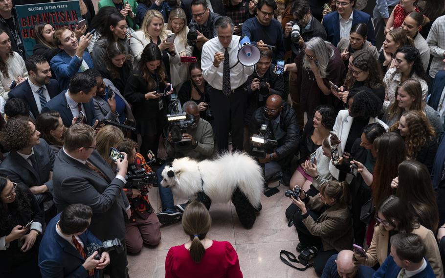 Mitt Romney introduces Pippin, who was dressed as a panda. 