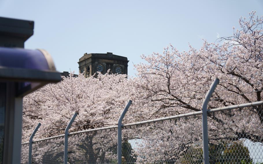 Cherry blossoms bloom on the other side of a metal fence.