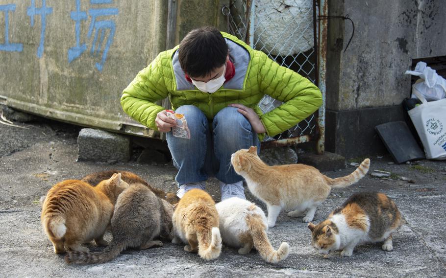 Visitors who bring cat treats to Aoshima, Japan's island of cats, are always welcome.