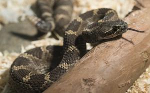 A snake flicks its tongue.