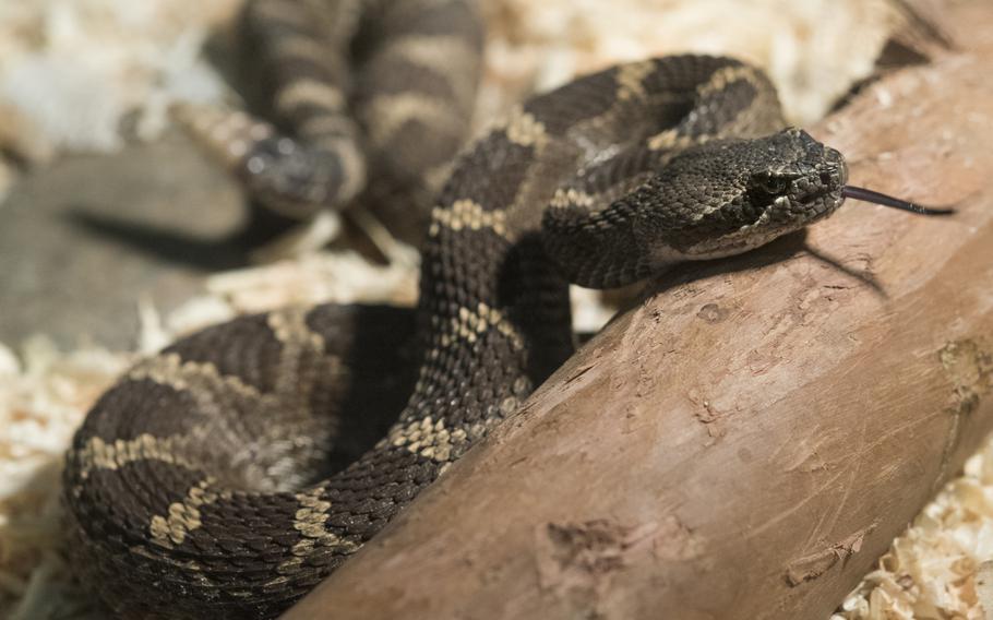 A snake flicks its tongue.
