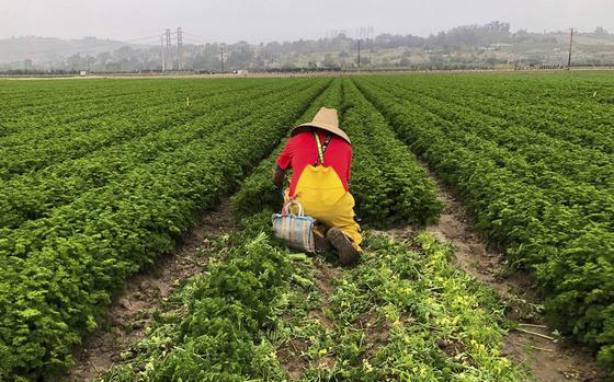 A farmworker works in the radish harvest in Moorpark, California, on Friday June 3, 2022. (Melissa Montalvo/The Fresno Bee/TNS)