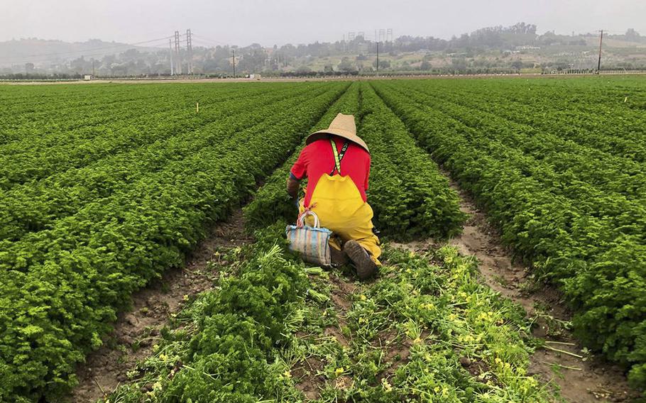 A farmworker works in the radish harvest in Moorpark, California, on June 3, 2022. 
