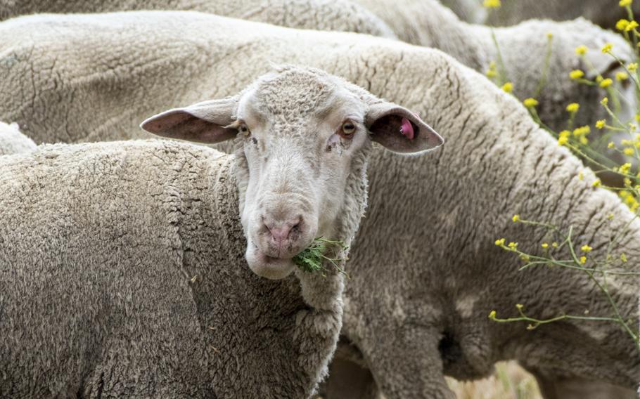 Sheep at Travis Air Force Base, California, May 6, 2022. People for the Ethical Treatment of Animals is calling on Defense Secretary Lloyd Austin to force the Navy to stop conducting painful and often lethal decompression sickness tests on sheep. 