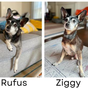 Side-by-side photos of a dog and his father. 