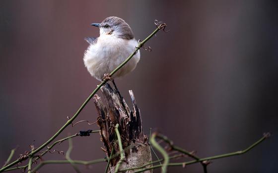 A bird perched on tree branch. 
