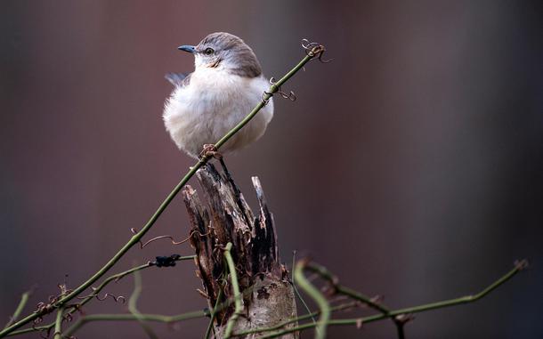 A bird perched on tree branch. 