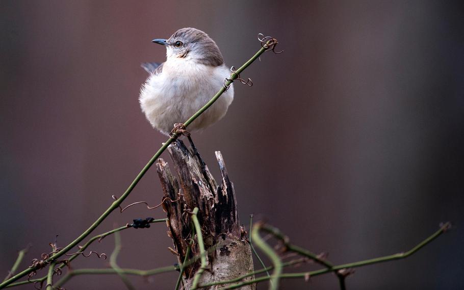 A bird perched on a tree branch.