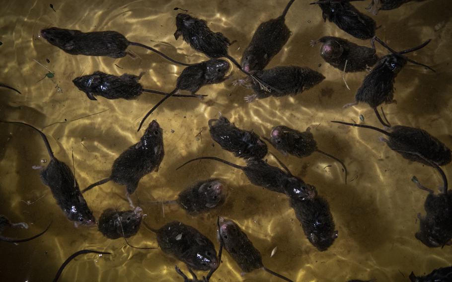 Dead and drowning mice float in a homemade trap near Dubbo, NSW, Australia, on May 26, 2021.