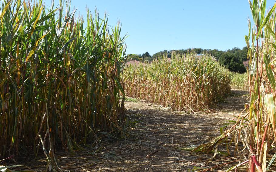 A corn maze offers a fun diversion at Hitscherhof farm in Massweiler, Germany. Entry to the labyrinth is free with a minimum purchase of 6 euros per person in the farm shop. Otherwise, the cost is 3 euros per person for groups smaller than 15.