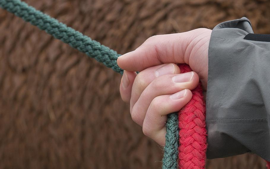A person holds a leash.