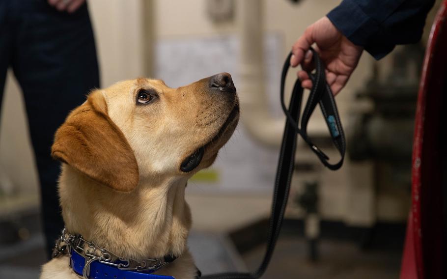 Sage, a 3-year-old yellow Labrador retriever from Mutts With A Mission, is trained to help sailors address stress with a technique to help them regulate their breathing. 