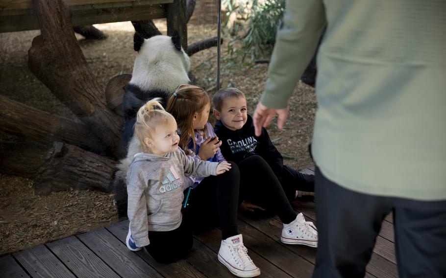 From left, Raimy Gray, 2, her sister Charlie, 9, and their brother Owen, 6, sit back-to-back with a giant panda as their parents Hope and Nathan take photos at Zoo Atlanta. The family traveled from Spartanburg, S.C. to see the bears. 
